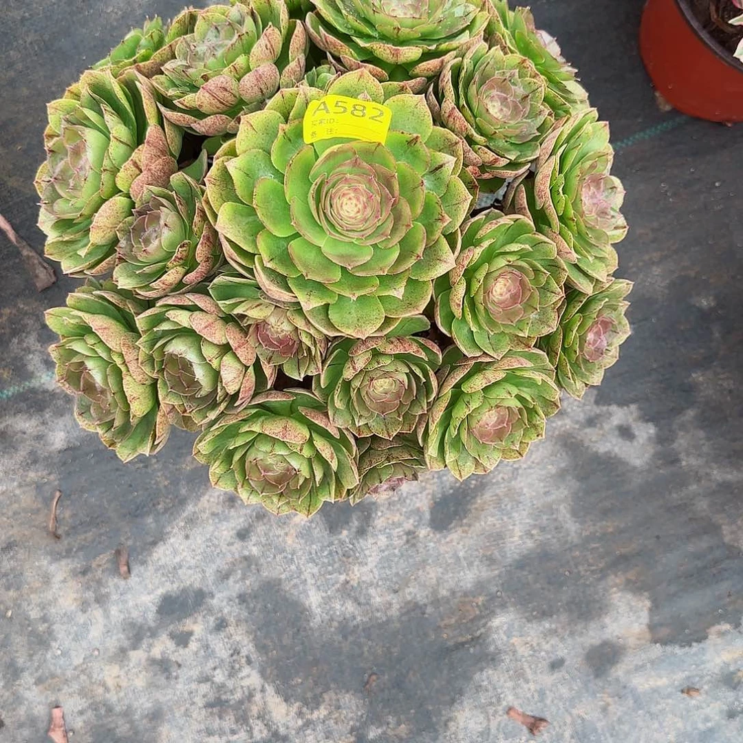 万拉丝法师多肉植物582