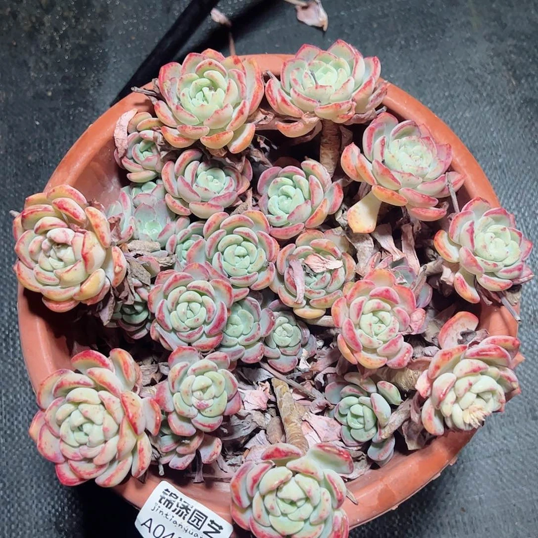 4321千山雪大盆整桩