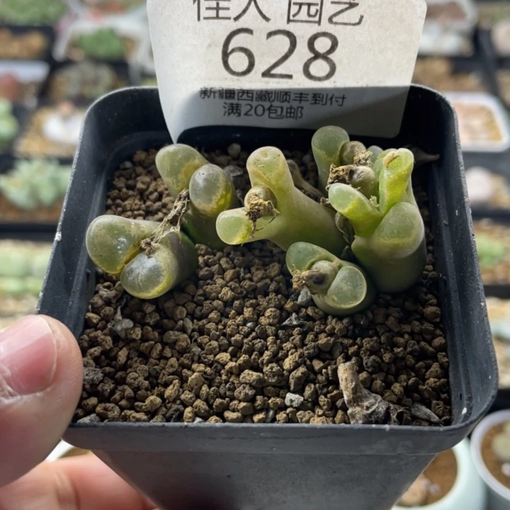 佳人园艺 老周上福利啦628