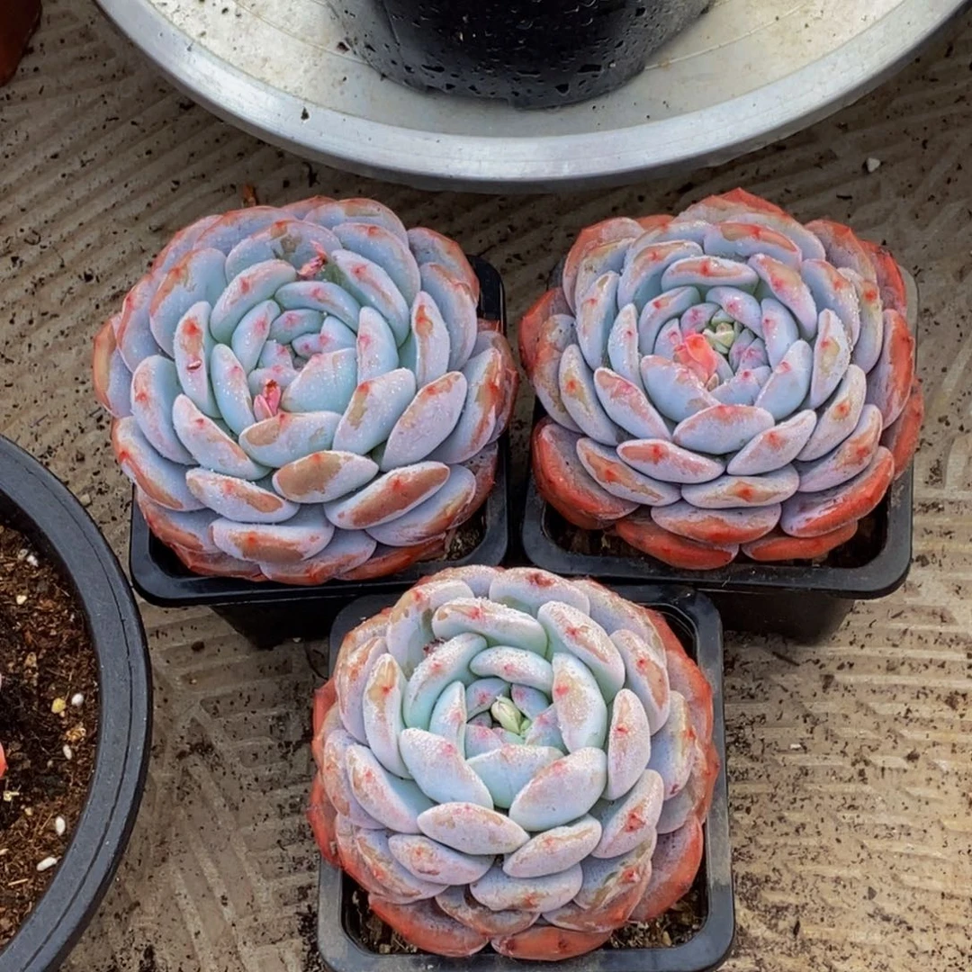 南***意48包邮一物一拍多肉植物