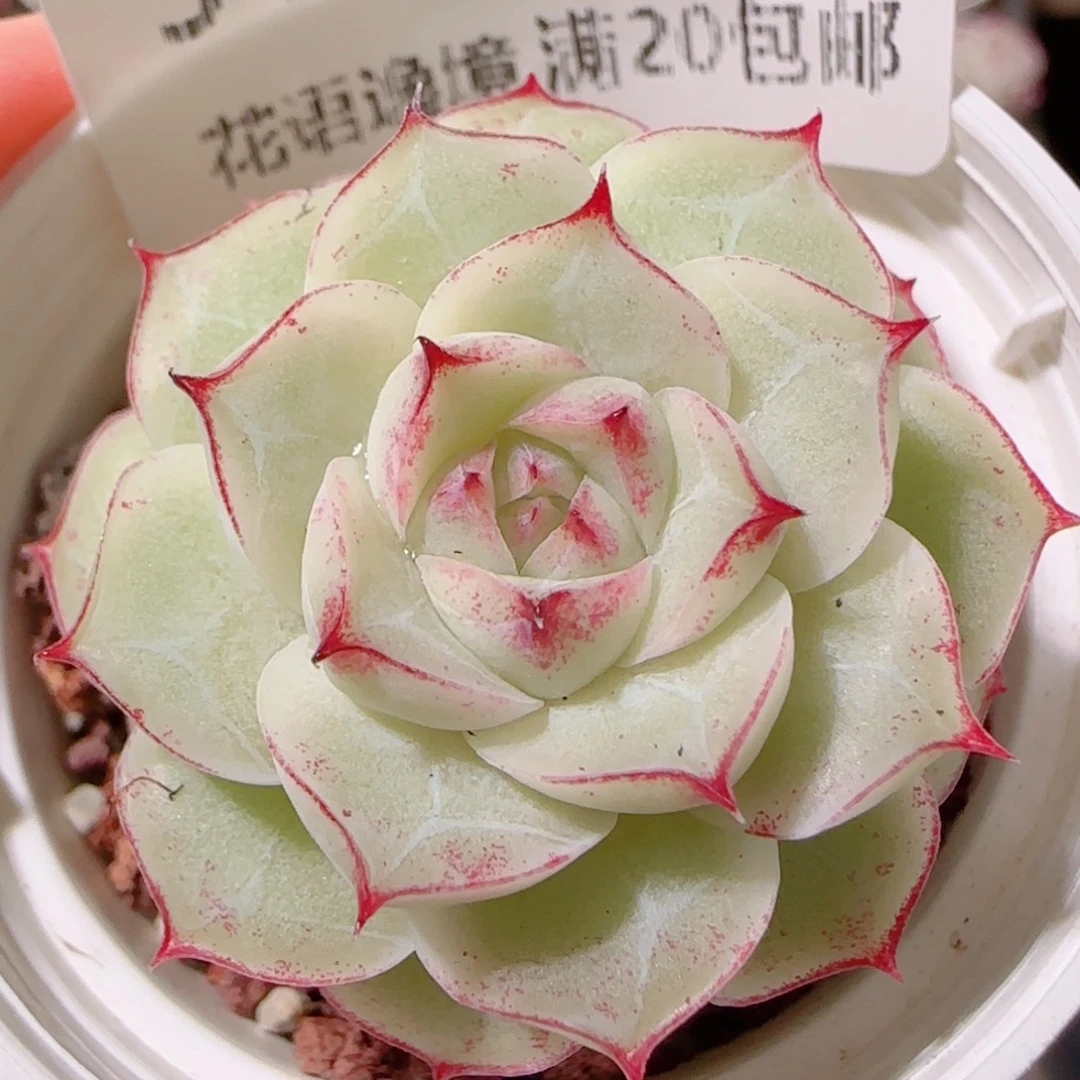 花语多肉1202-54女王