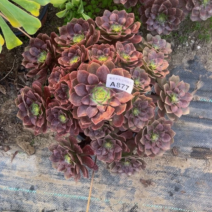 877 多肉法师不包断枝