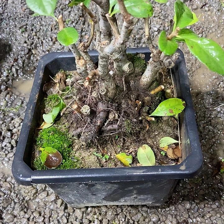 完全开放之*开花
