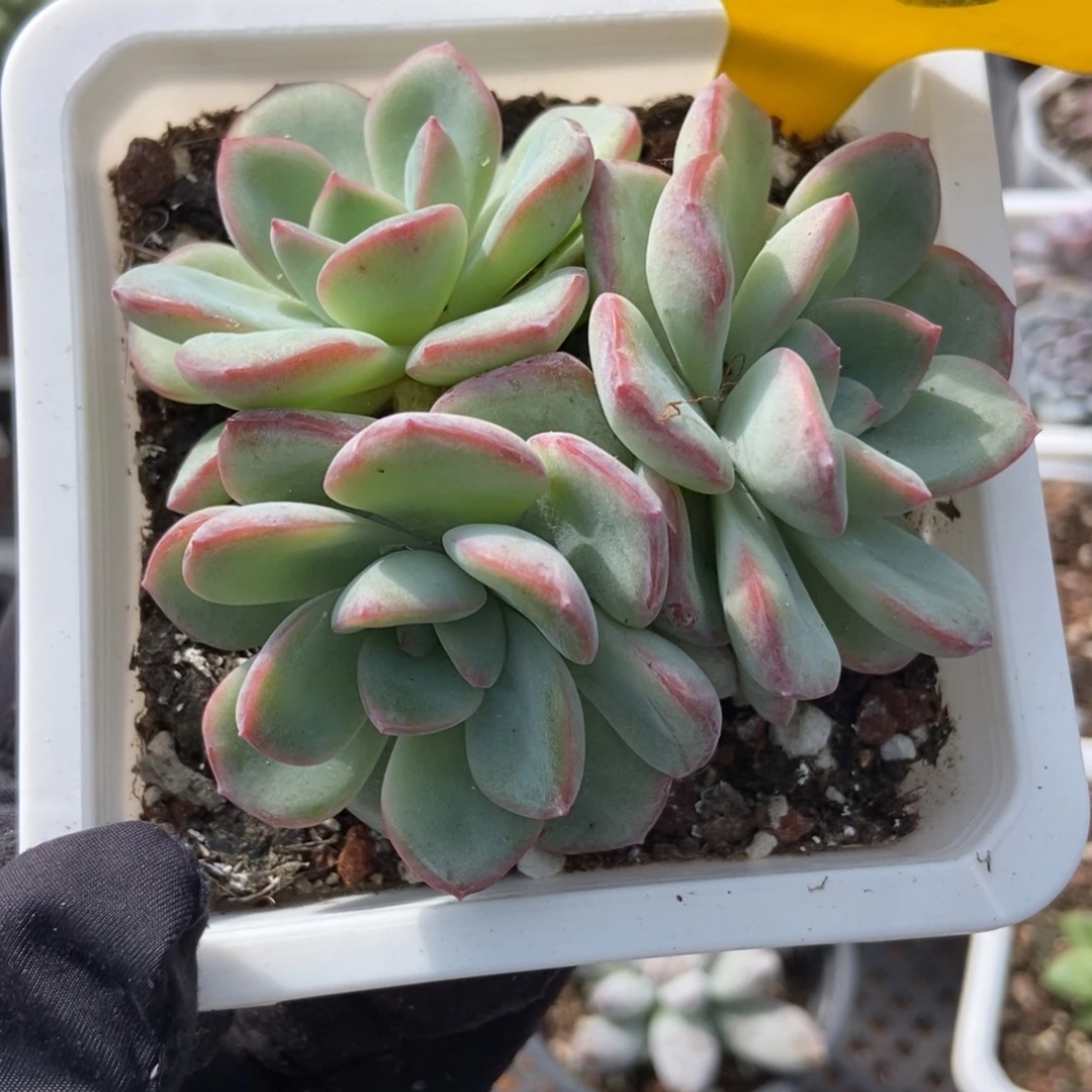 855泡芙多肉植物多肉