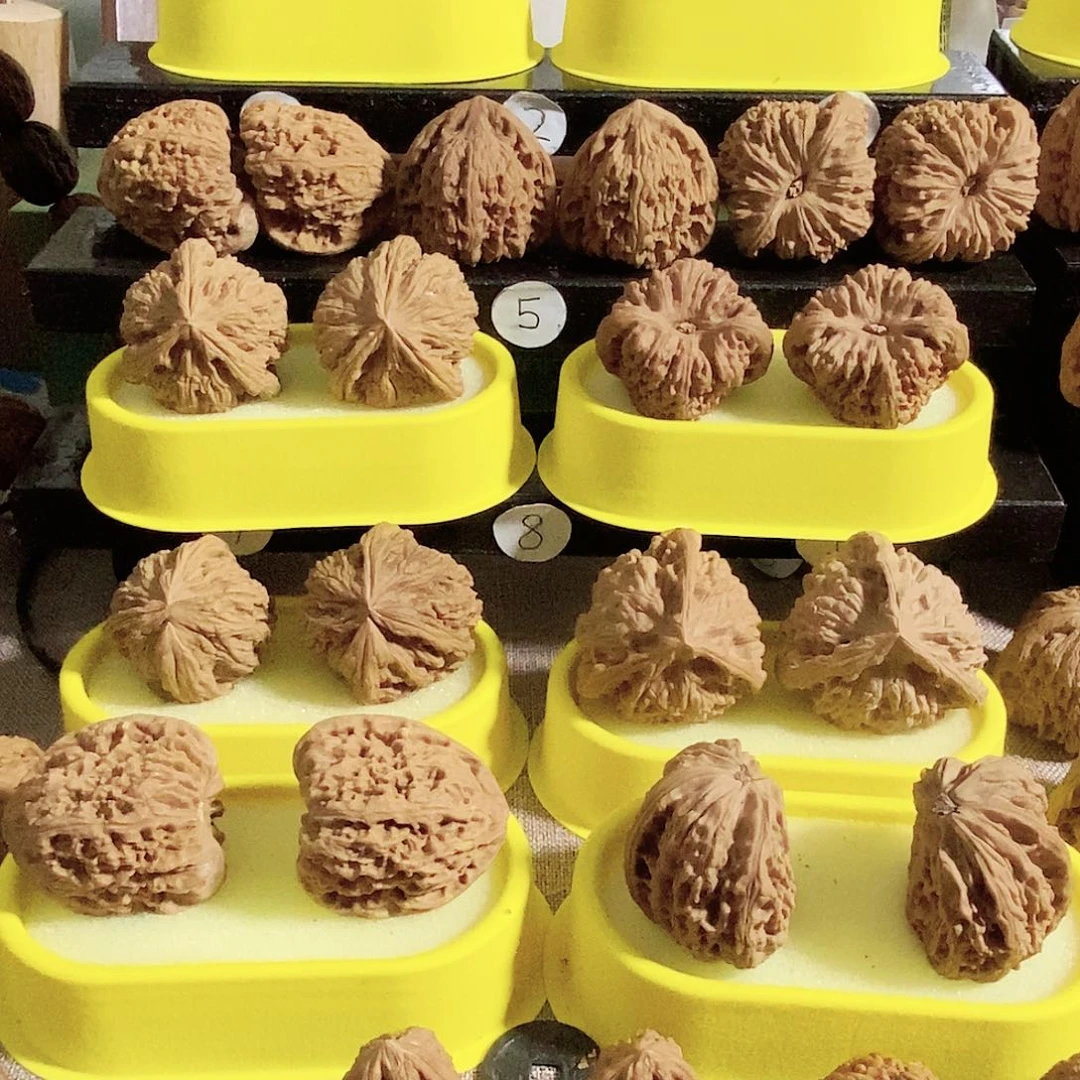 菩提籽类今天是不是又是个