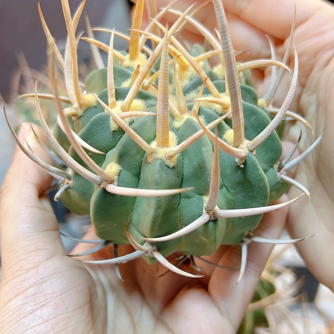 苗接超刺龙剑丸含刺8公分无根