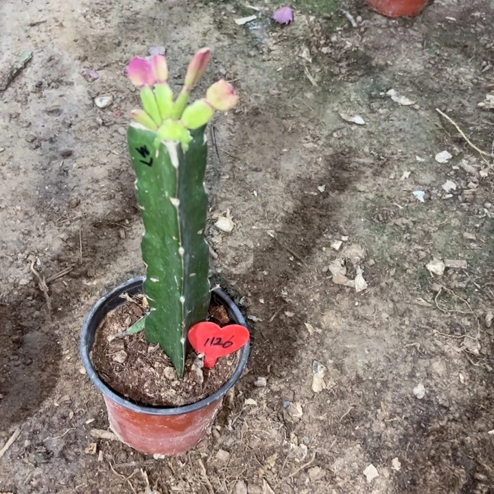 英***)当前无花栽培后可以开花037  1126