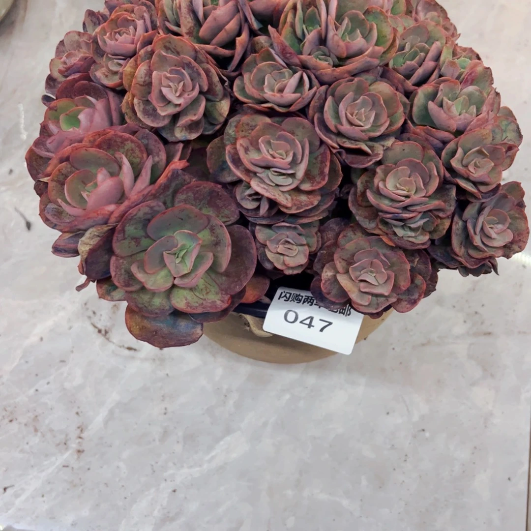 Z***园多肉植物组合盆栽47