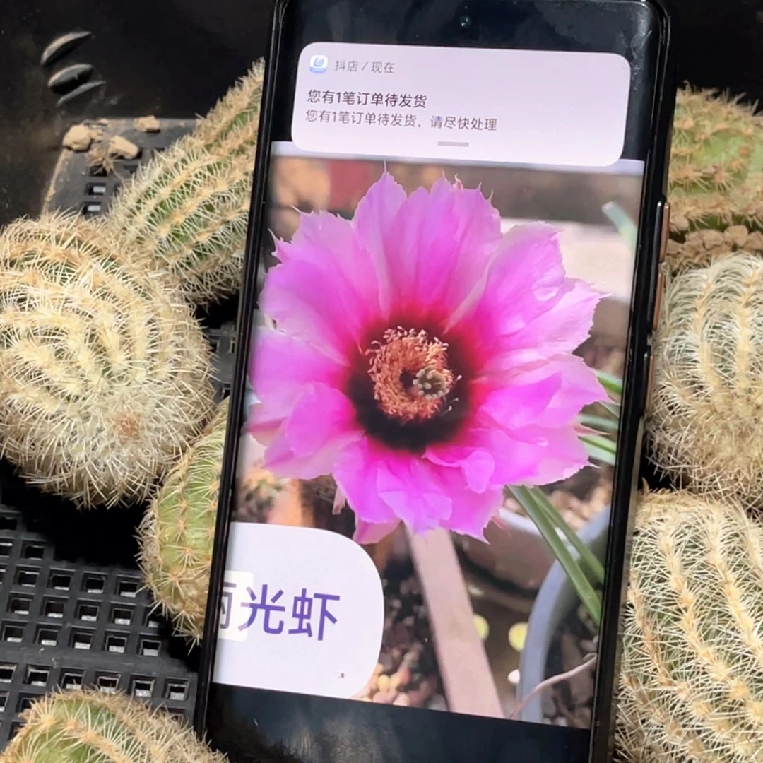 丽光虾侧芽 歪 满20包邮