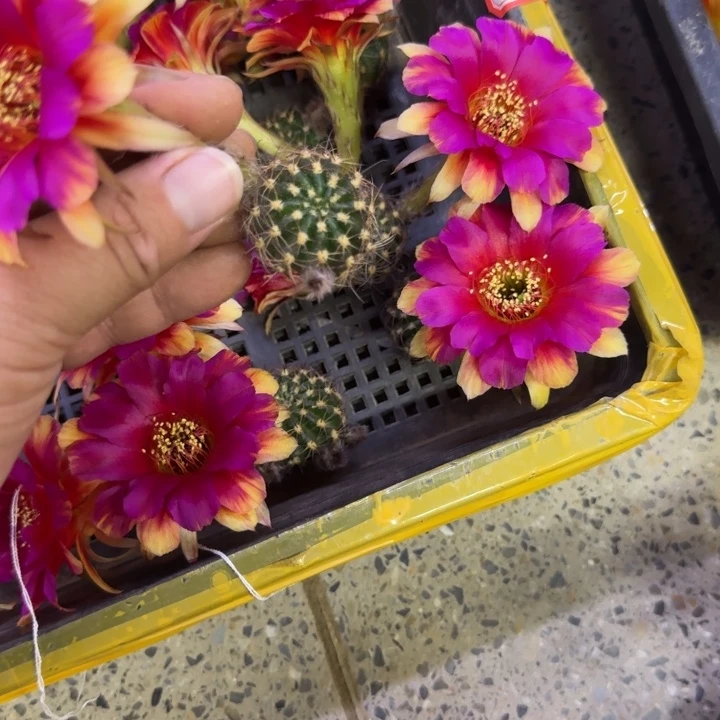 241丽花光环歪无根侧牙3公分左右，20包邮