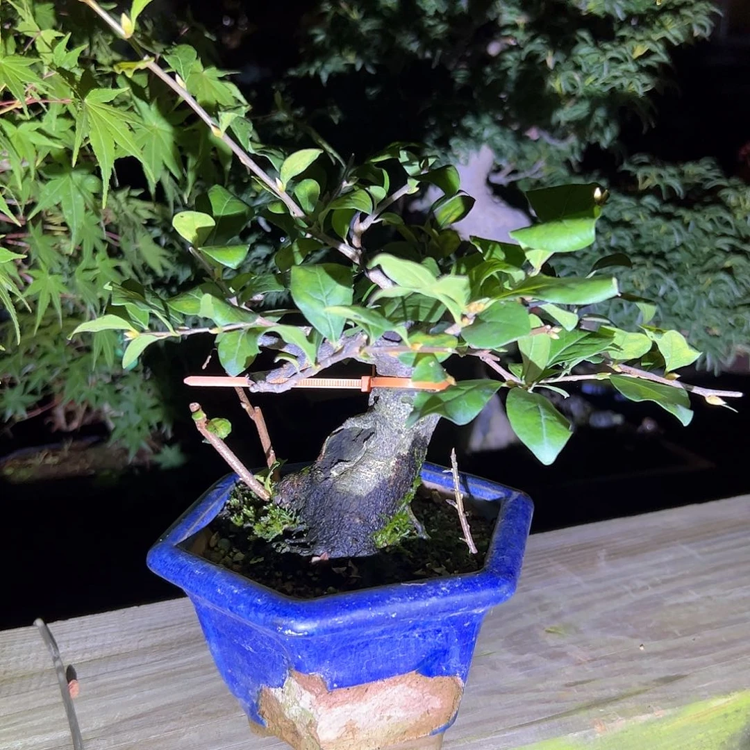 无花朵盆景不包邮C178