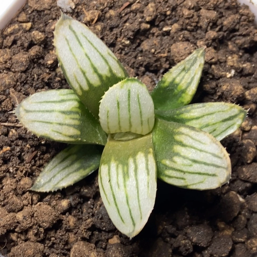 无菌播白夜实生一物一拍