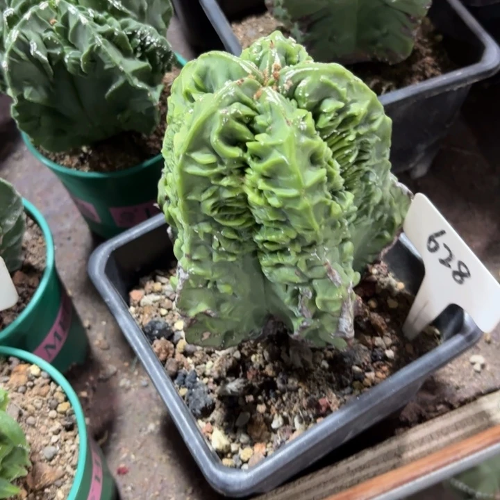 628实生大核桃老桩