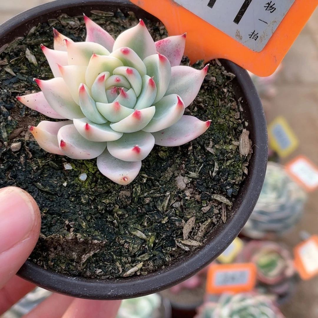 【闪购商品】611号