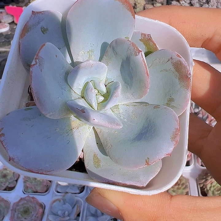 抹茶19包邮多肉植物