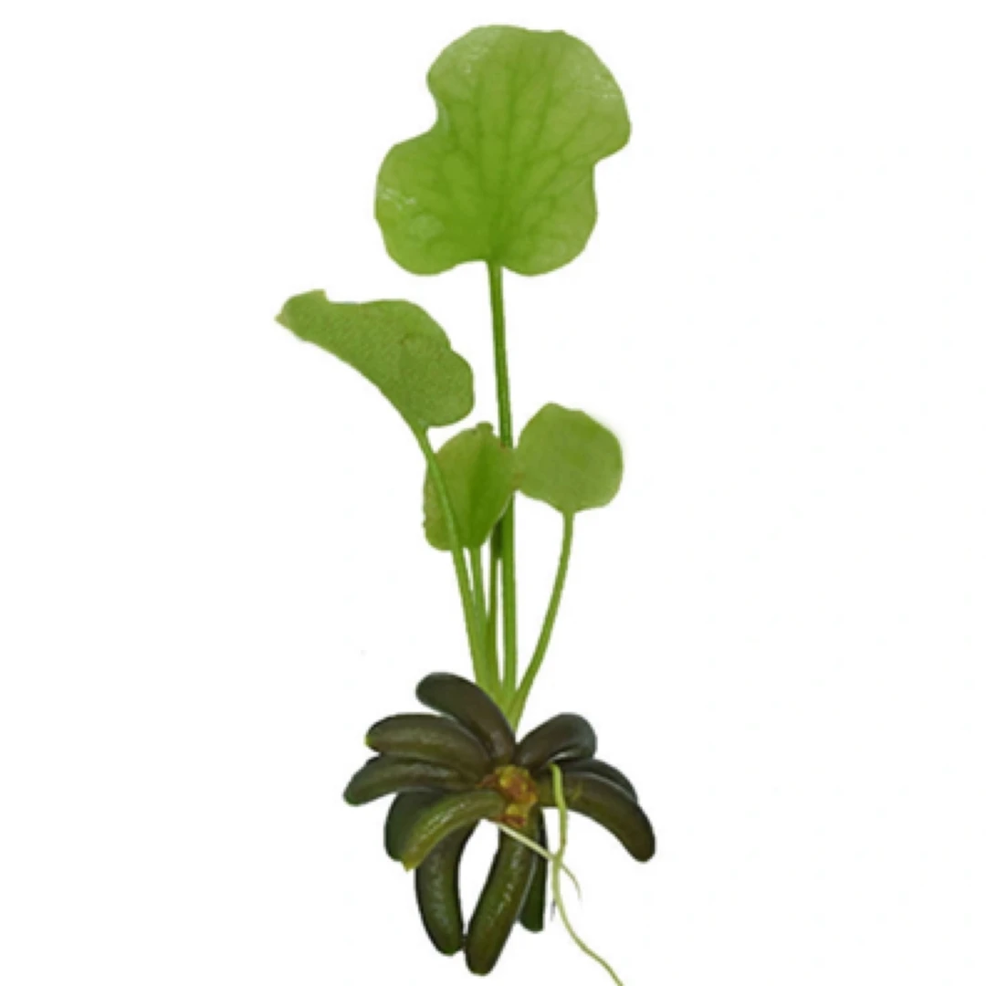 水生香蕉草水培新手入门鱼缸易养进口水草植物造景新手鱼草缸装饰