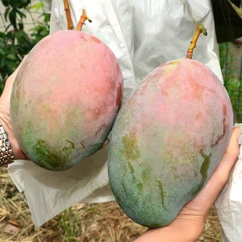 产地直发攀枝花凯特大芒果皮包肉厚多汁香甜可口成熟果包邮新鲜