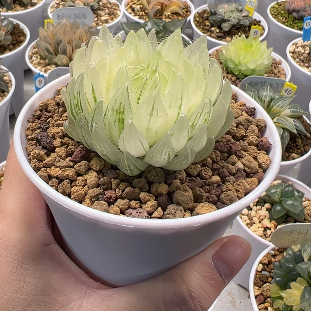 糊斑樱水晶玉露锦111111111111