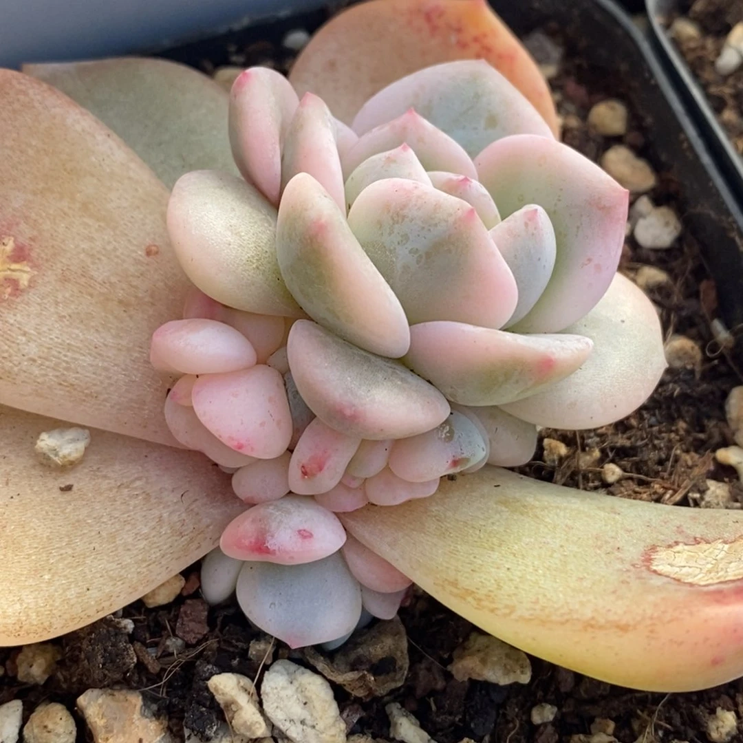 856梦露锦底座双头福伦