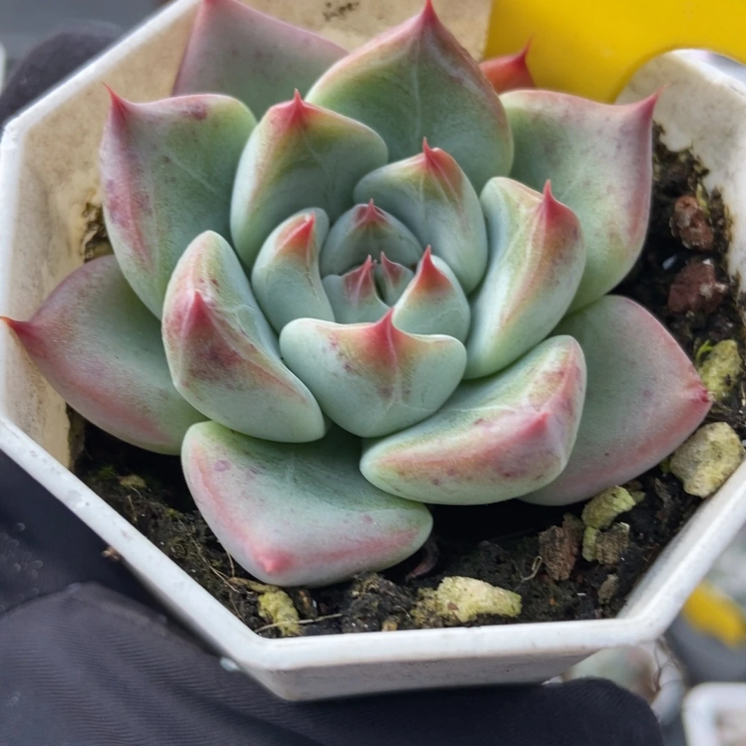926婚戒多肉植物多肉