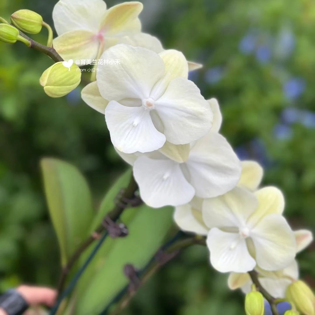 《超群绿野仙踪》3.0寸杯大舌头花苗子发货丰花型