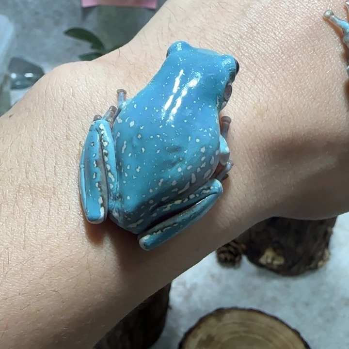 老爷树蛙魔鬼蓝微雪