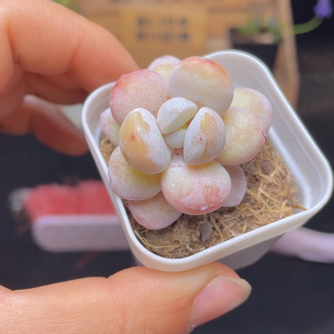 雪美人多肉9.9包邮发货