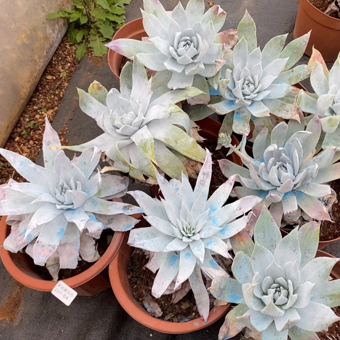 54号雪山大花朵一颗