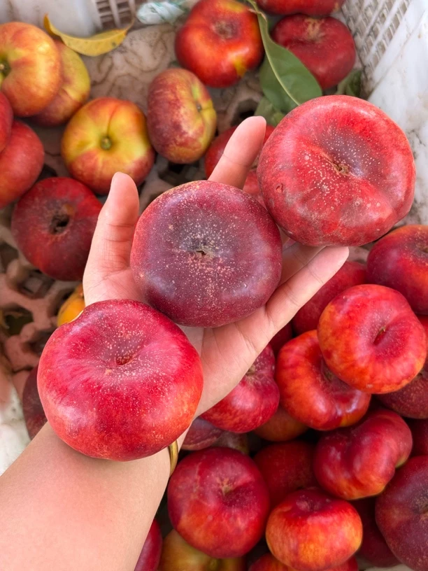 【疆外拍】新疆石河子143团“油蟠”5斤装包邮次日发产地直发