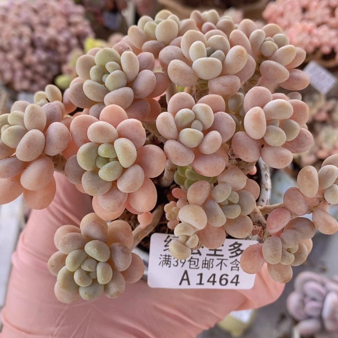 洛可可10cm1464多肉植物