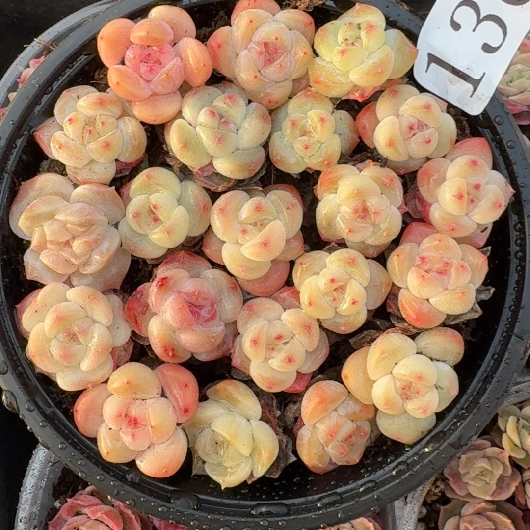 尐****多肉植物多肉植物130