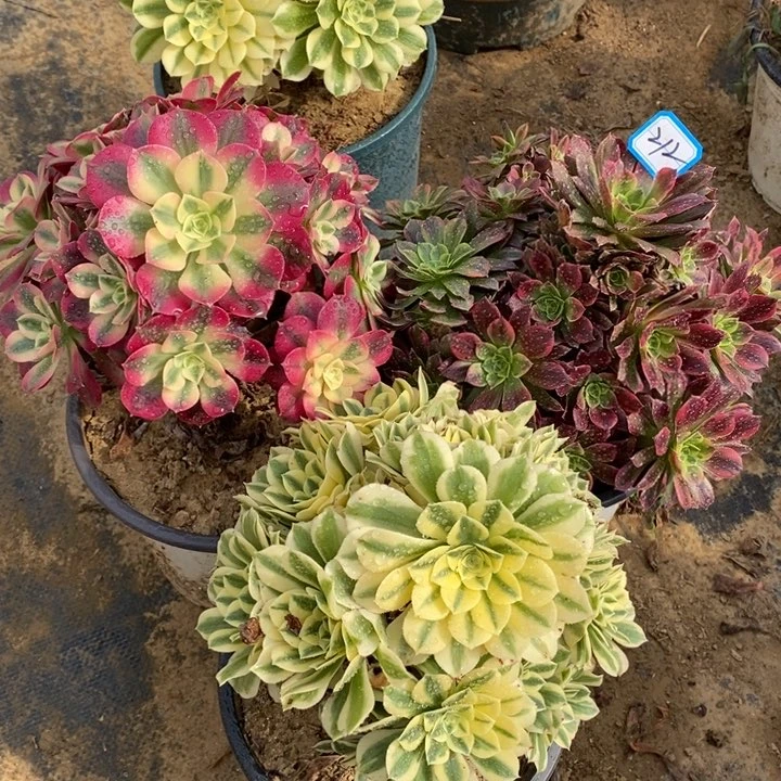 212迈巴赫，粉女巫，安娜多肉