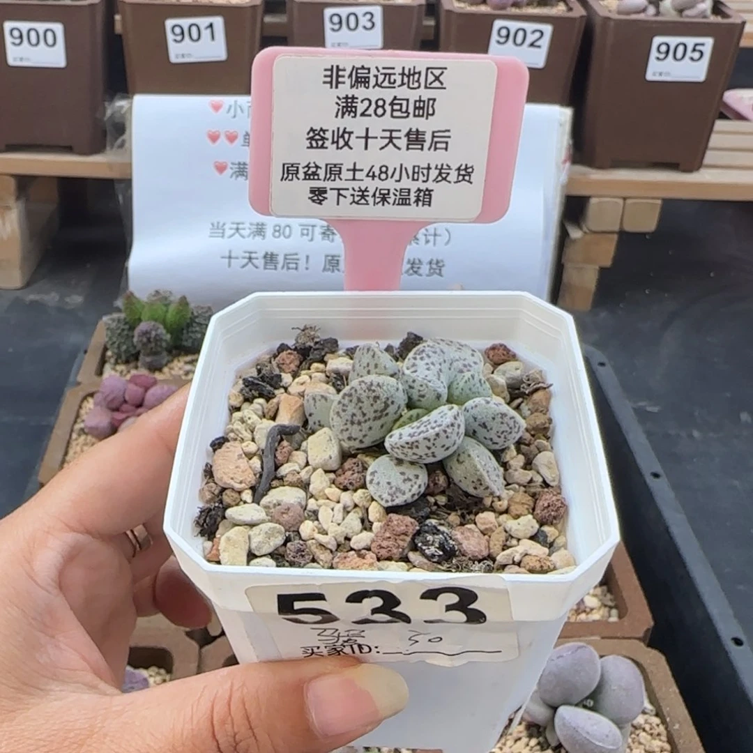 533马蛋多肉植物