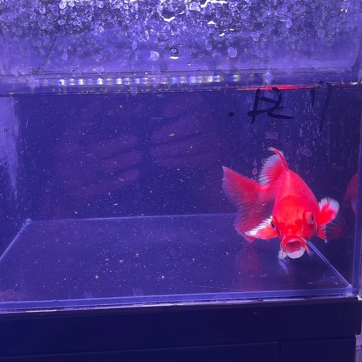 区***蝴蝶鲤6号蝴蝶鲤。小缸