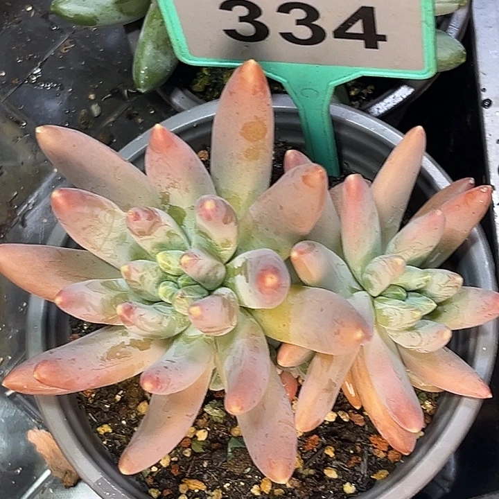 阿蒂斯托一物一拍334