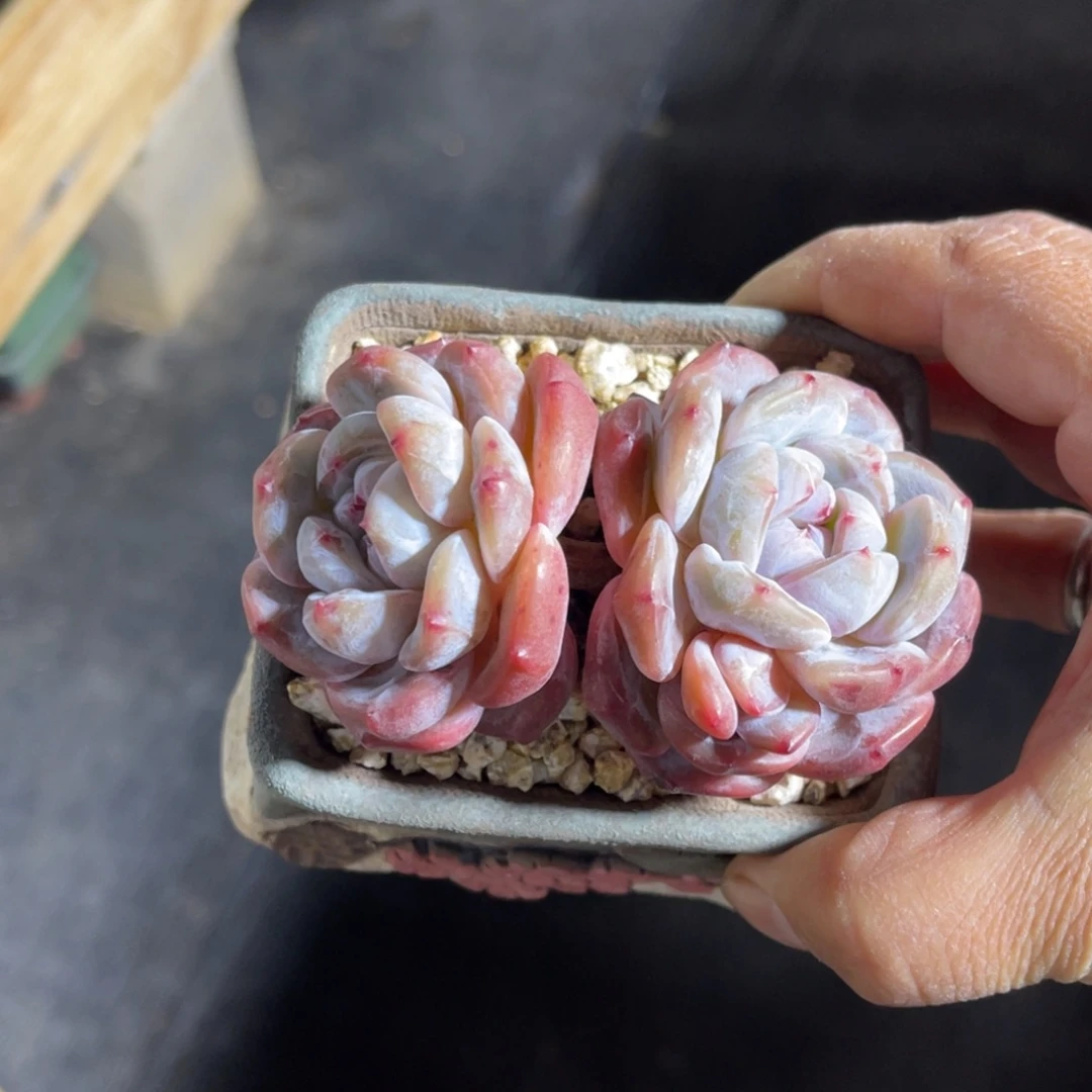 星影 一物一拍不支持退换