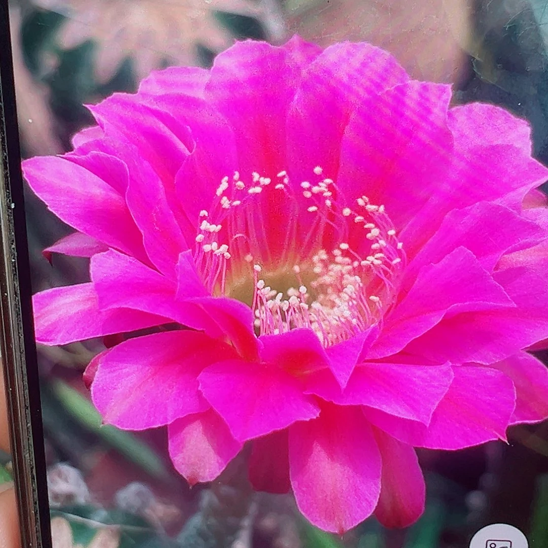 彩草 风车 侧芽 满20包邮