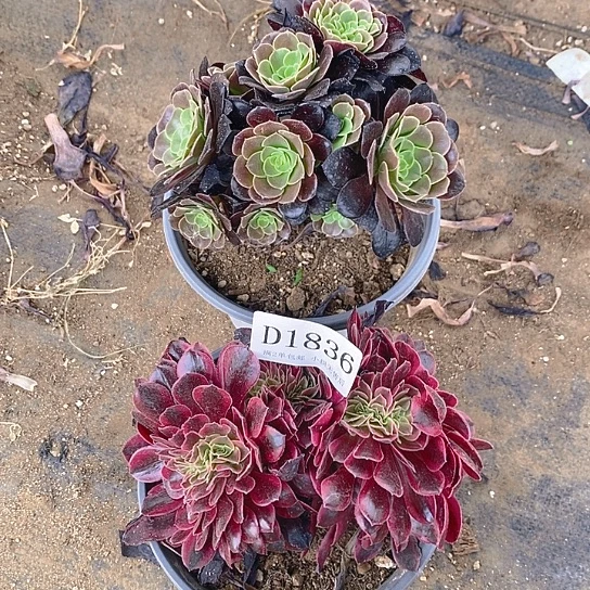 1836欧紫美杜莎多肉缀化2颗