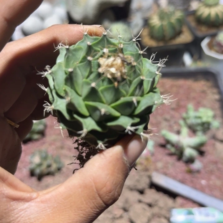 谛观仙人球落地开花