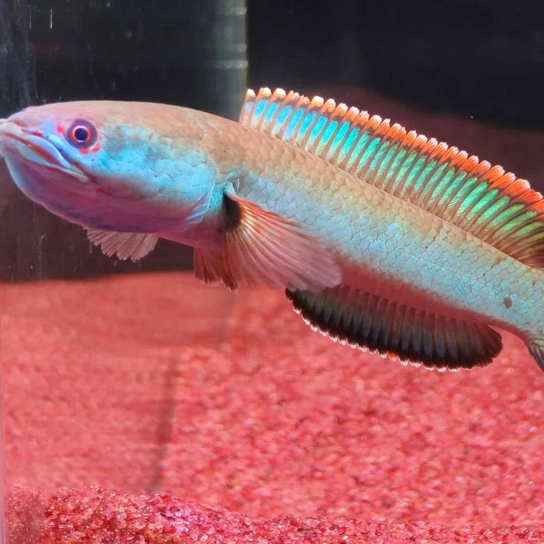 血斑雷龙/血斑苗/野生血斑/蓝体血斑雷龙鱼