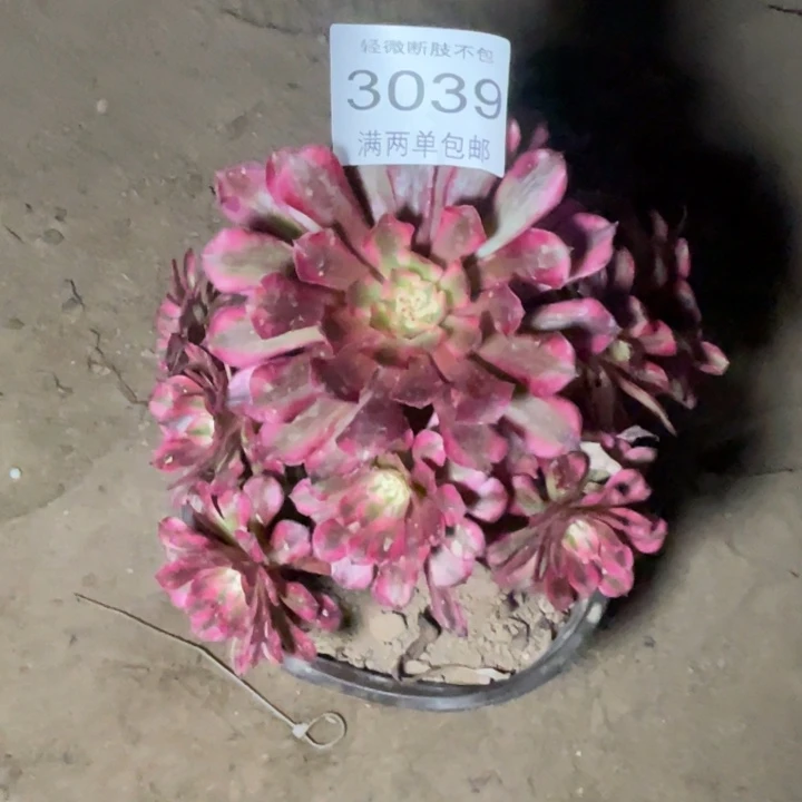 3039红铜的的的多肉