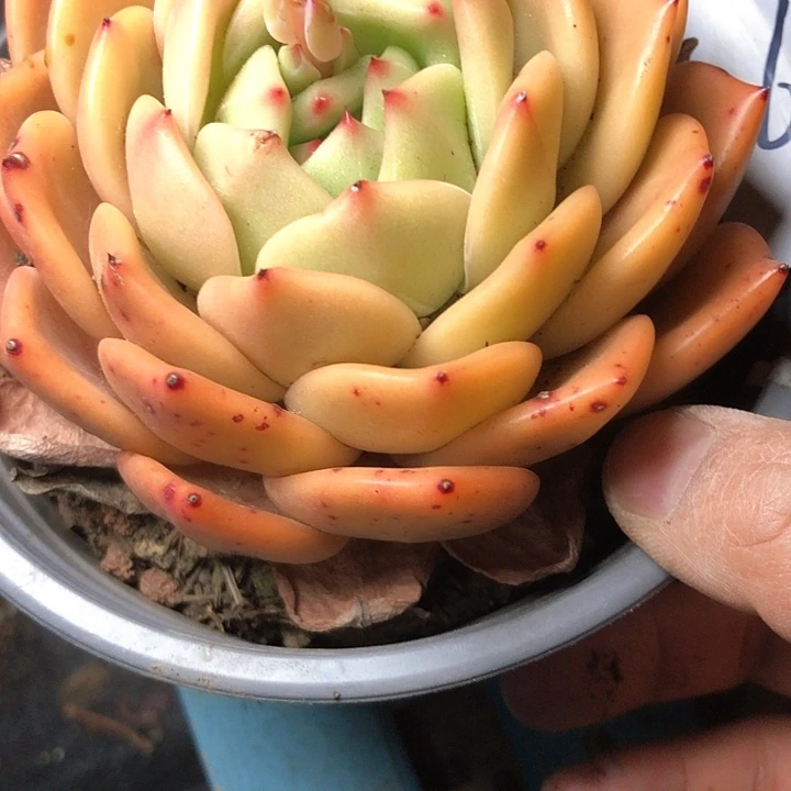 初67/////////////////