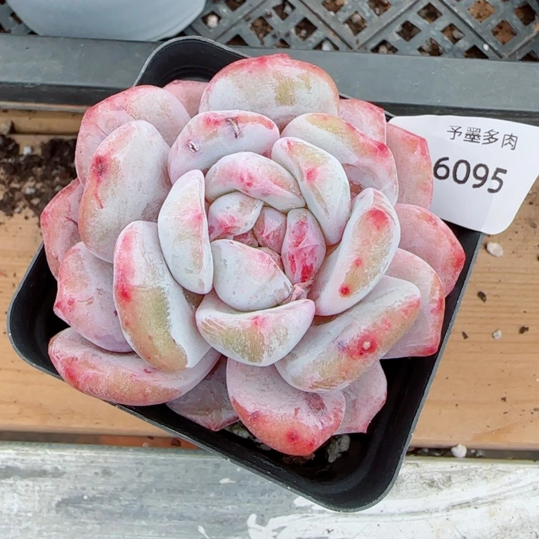 星影石化，6095多肉植物