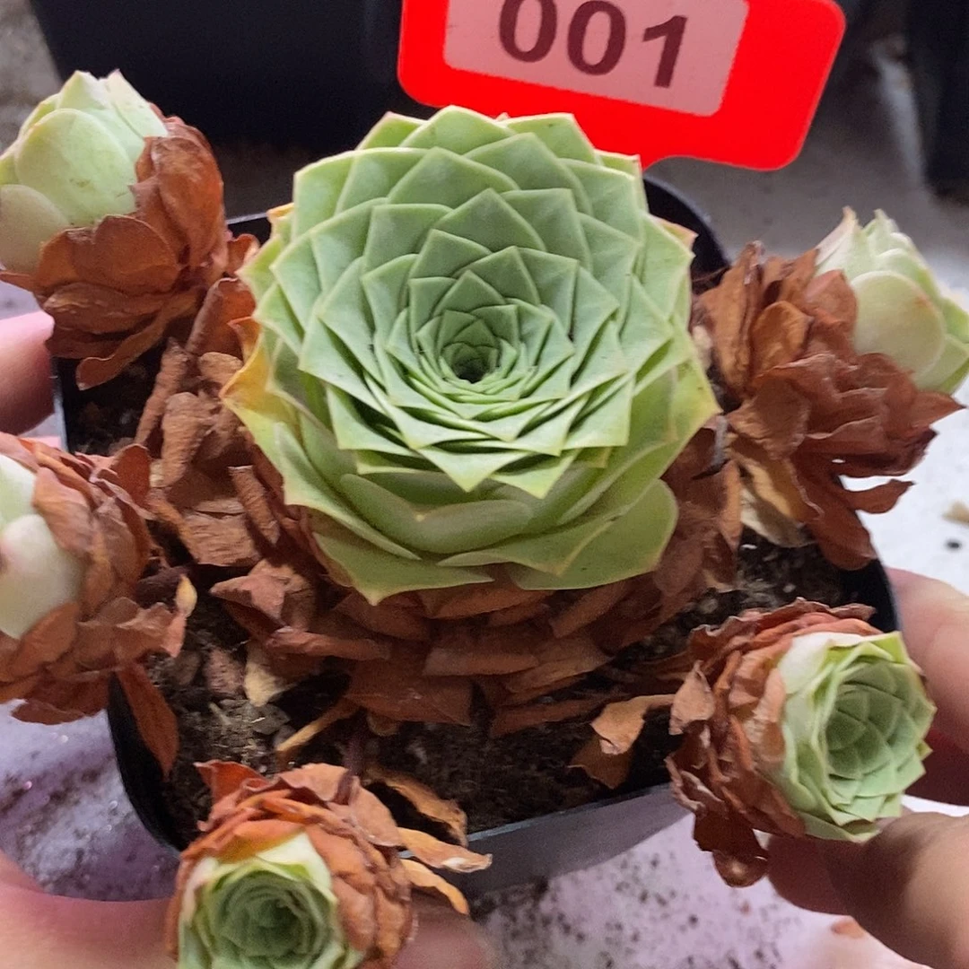 山地玫瑰一物一拍009