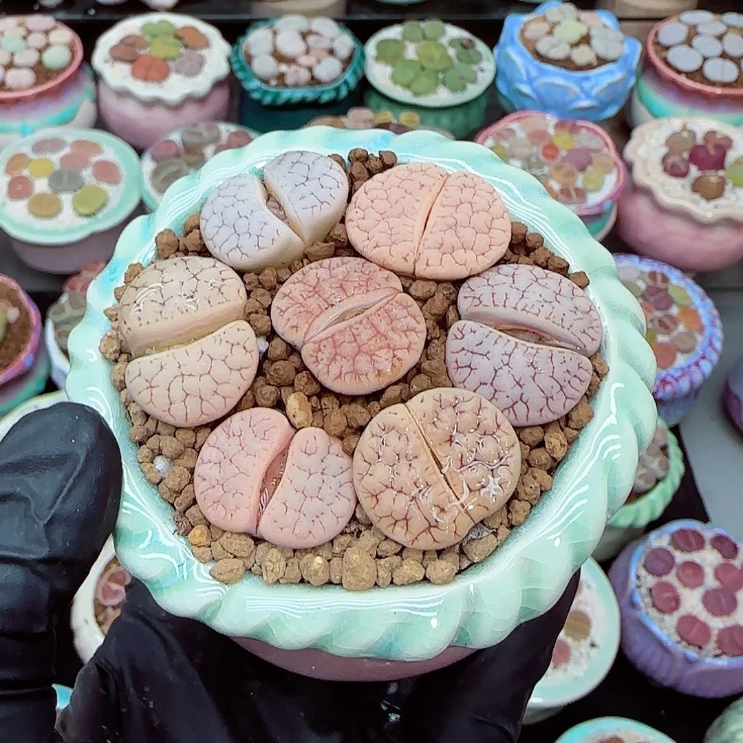 生石花满18包邮0104-21