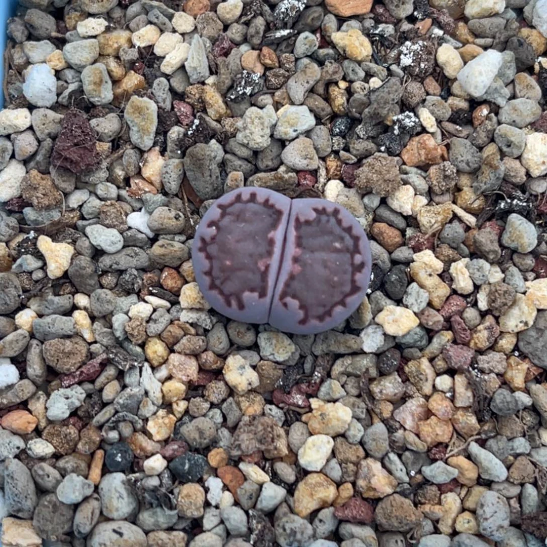 8804紫饼干一颗。