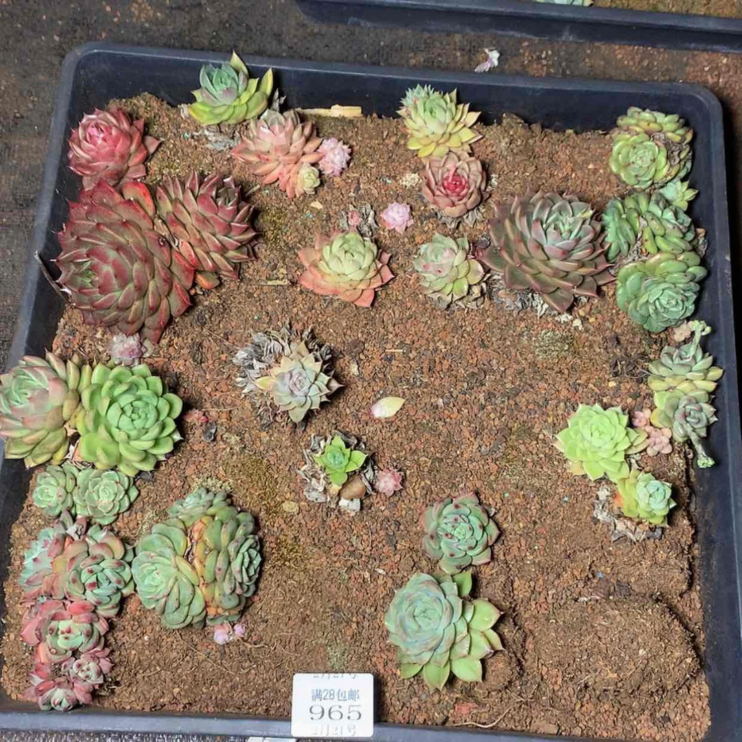 【闪购商品】云965