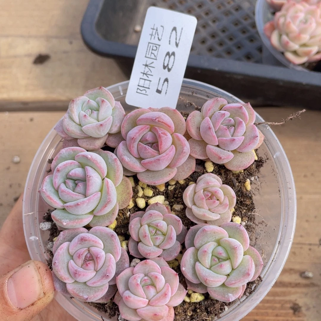 多肉植物多肉植物582