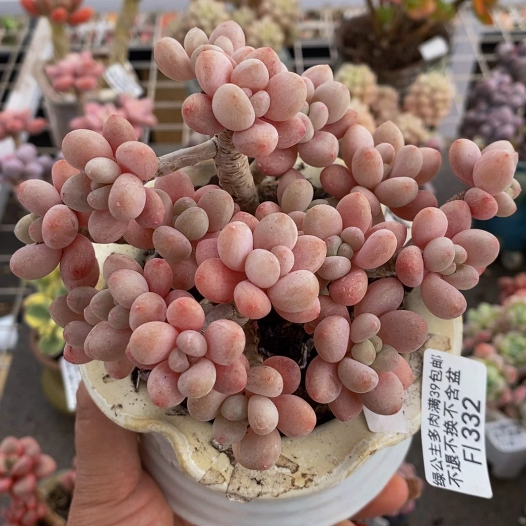 鱼子酱332/10cm的肉