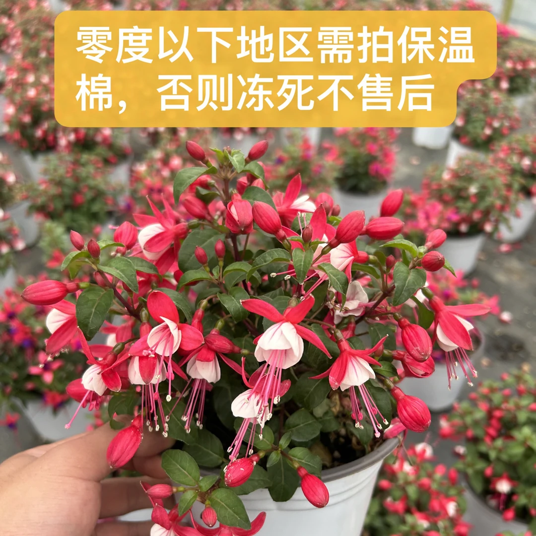 倒挂金钟盆栽百叶裙灯笼花苗带花苞发货室内阳台四季开花好养花卉